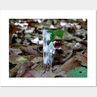 White Ghost Plant Posters and Art